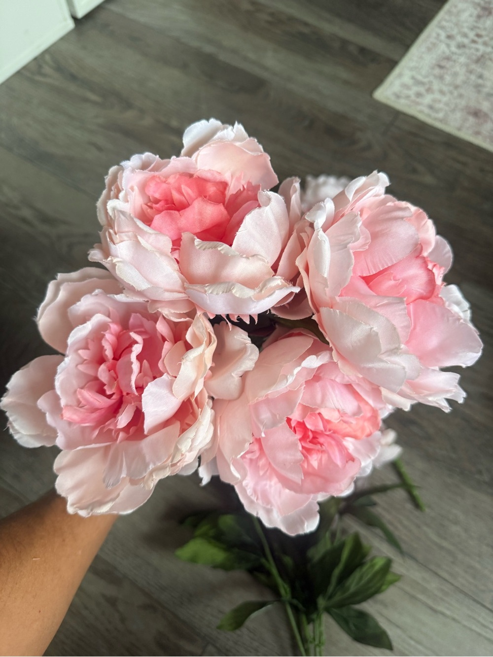 3 NEW Ashland Light Pink Peony Flower Bushes